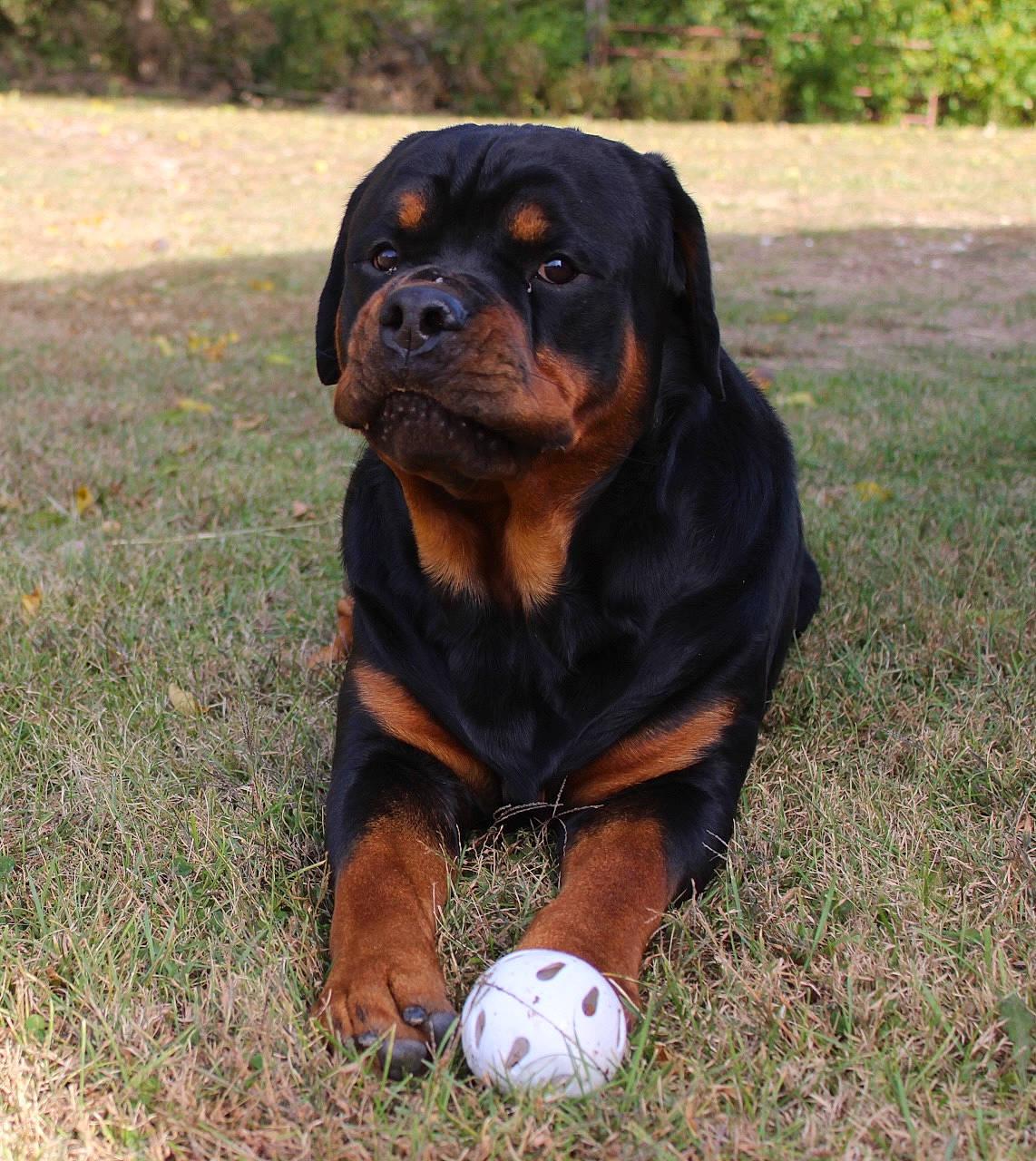 Cletus joined the competition — help win amazing prizes! ball, canidae, carnivore, companion_dog, dog, dog_breed, fawn, football, grass, hunting_dog, liver, plant, snout, sporting_group, terrestrial_animal, working_animal, working_dog