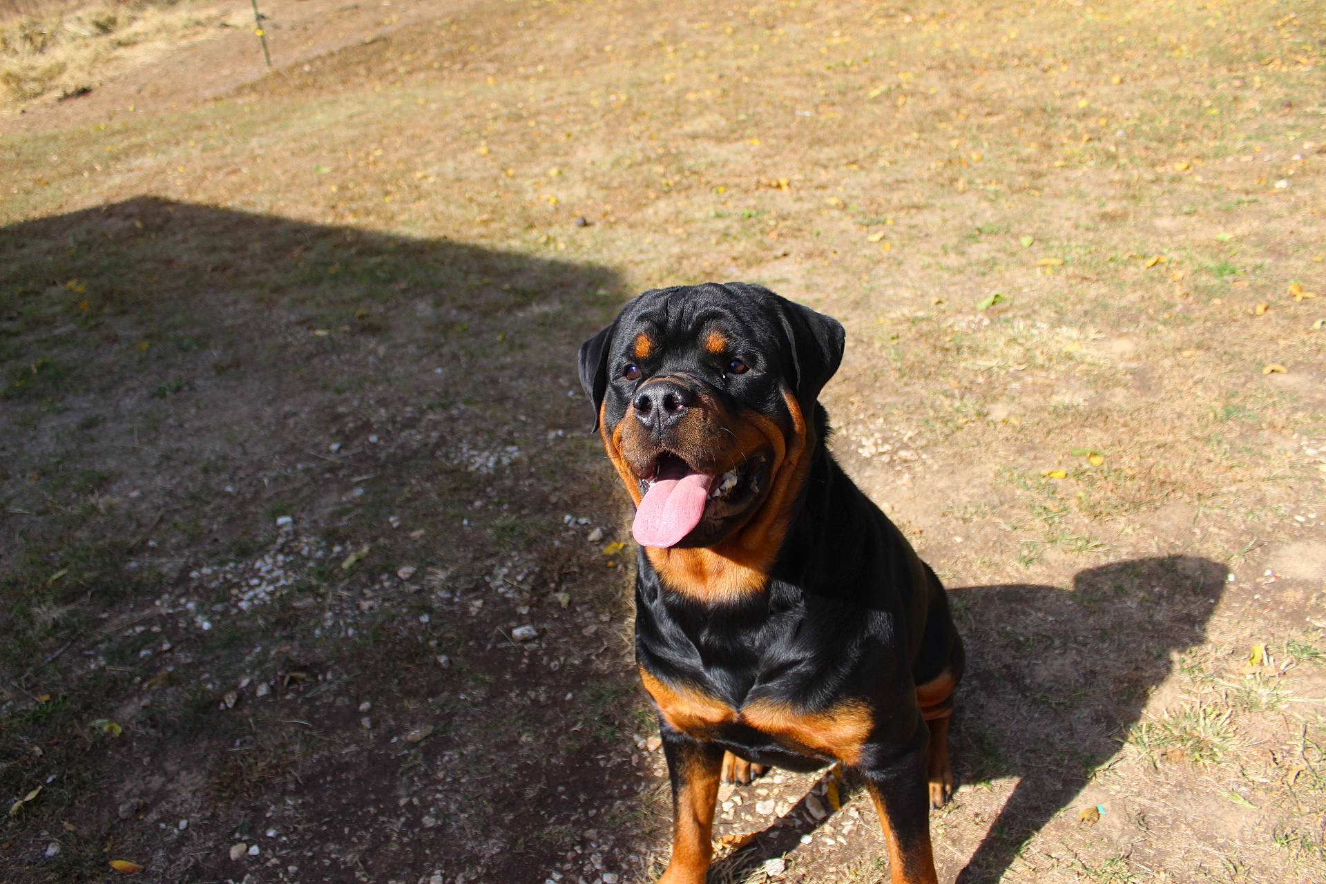 Cletus joined the competition — help win amazing prizes! asphalt, austrian_black_and_tan_hound, canidae, carnivore, collar, companion_dog, dog, dog_breed, grass, guard_dog, landscape, lithuanian_hound, montenegrin_mountain_hound, plant, road_surface, rottweiler, soil, tail, working_animal, working_dog