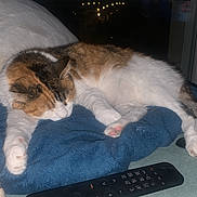 Flora a rejoint le concours — aidez-le/la à gagner de superbes lots ! cat, sleeping, blanket, remote_control, window, night, lights, indoor, pet, fur, cozy, resting, domestic, white, brown, black, paw, feline, comfortable, home