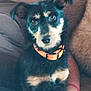 dog, pet, animal, black_and_tan, collar, couch, indoor, fur, ears, face, cute, companion, sitting, looking_at_camera, domestic_animal, furry, friendly, relaxed, person_arm, home