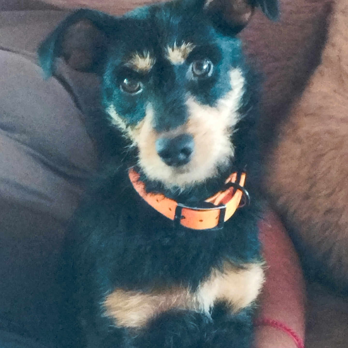 Pepa a rejoint le concours — aidez-le/la à gagner de superbes lots ! animal, black_and_tan, collar, companion, couch, cute, dog, domestic_animal, ears, face, friendly, fur, furry, home, indoor, looking_at_camera, person_arm, pet, relaxed, sitting