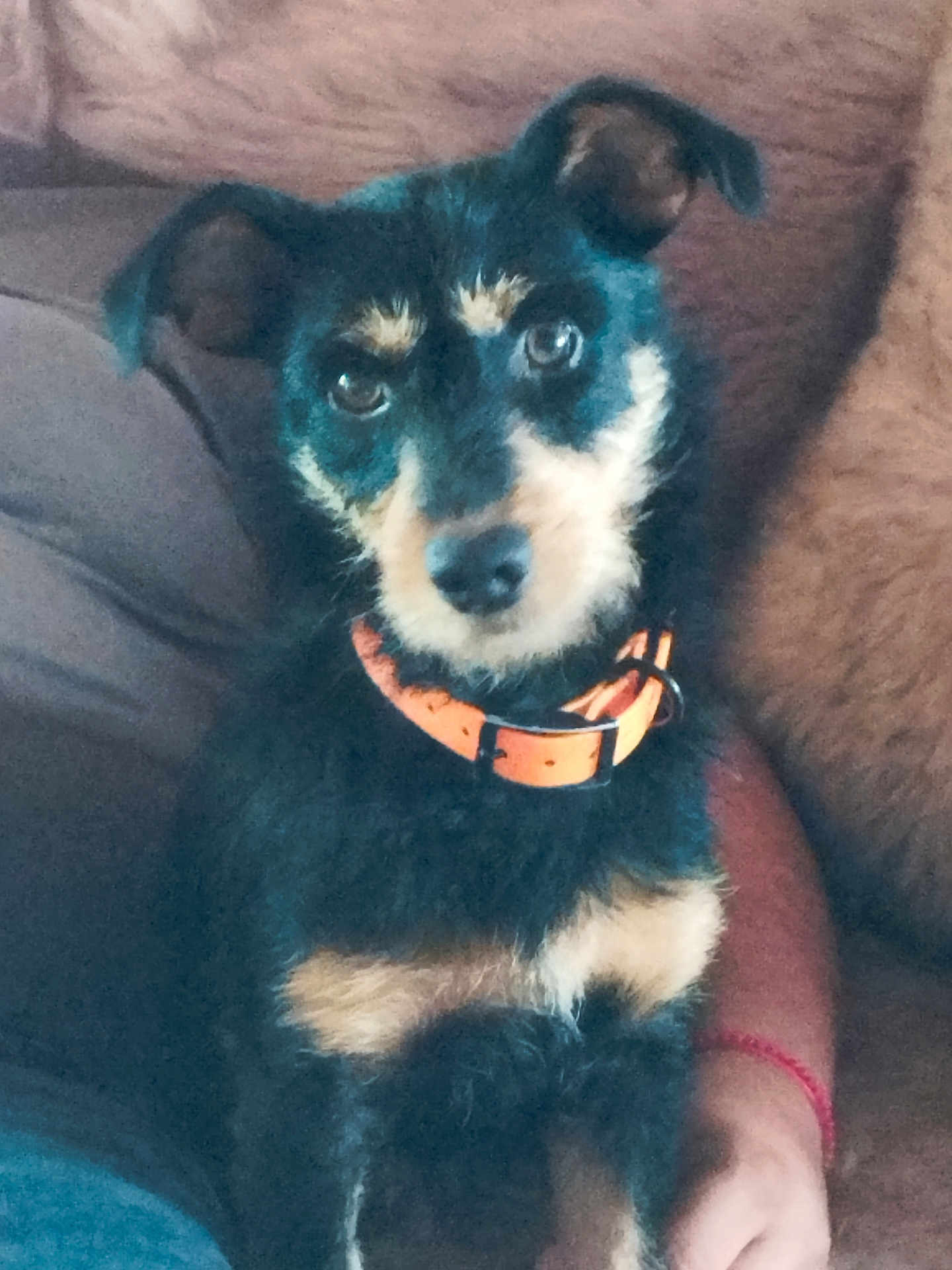 Pepa a rejoint le concours — aidez-le/la à gagner de superbes lots ! dog, pet, animal, black_and_tan, collar, couch, indoor, fur, ears, face, cute, companion, sitting, looking_at_camera, domestic_animal, furry, friendly, relaxed, person_arm, home