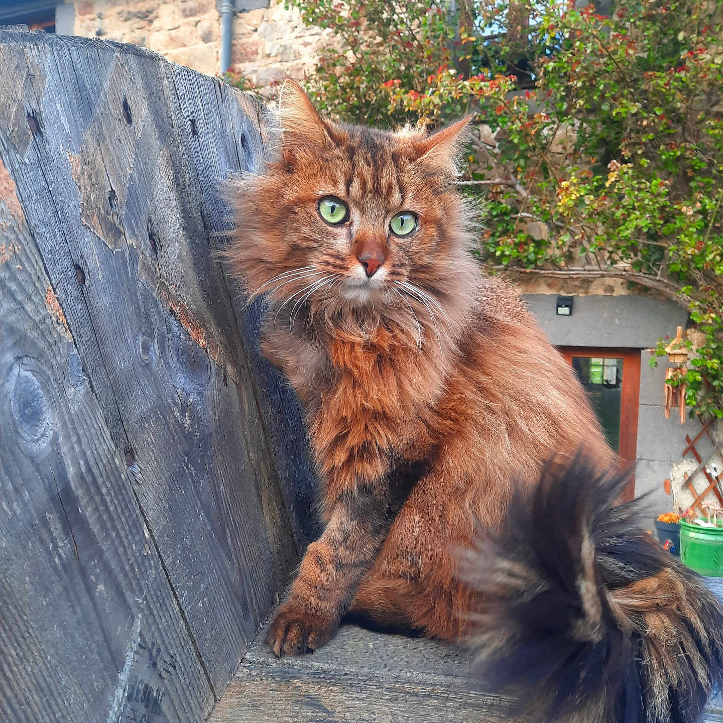 Plumeau participe au concours pour gagner de l'argent avec cette photo : animal, brown_tabby, cat, feline, fluffy, fur, garden, green_eyes, leaves, nature, outdoor, pet, plants, portrait, rustic, sitting, stone_house, tail, window, wooden_bench