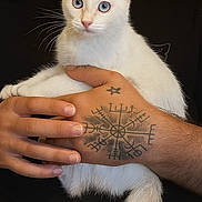 Romy a rejoint le concours — aidez-le/la à gagner de superbes lots ! cat, kitten, white_cat, blue_eyes, tattoo, hand, person, pet, animal, fur, whiskers, indoor, close_up, holding, cute, portrait, domestic_cat, mammal, young_cat, feline