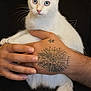 cat, kitten, white_cat, blue_eyes, tattoo, hand, person, pet, animal, fur, whiskers, indoor, close_up, holding, cute, portrait, domestic_cat, mammal, young_cat, feline