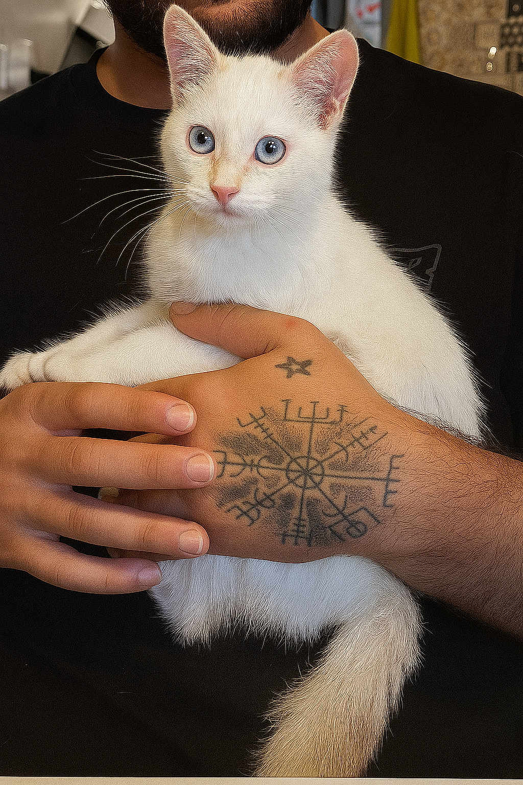Romy a rejoint le concours — aidez-le/la à gagner de superbes lots ! cat, kitten, white_cat, blue_eyes, tattoo, hand, person, pet, animal, fur, whiskers, indoor, close_up, holding, cute, portrait, domestic_cat, mammal, young_cat, feline