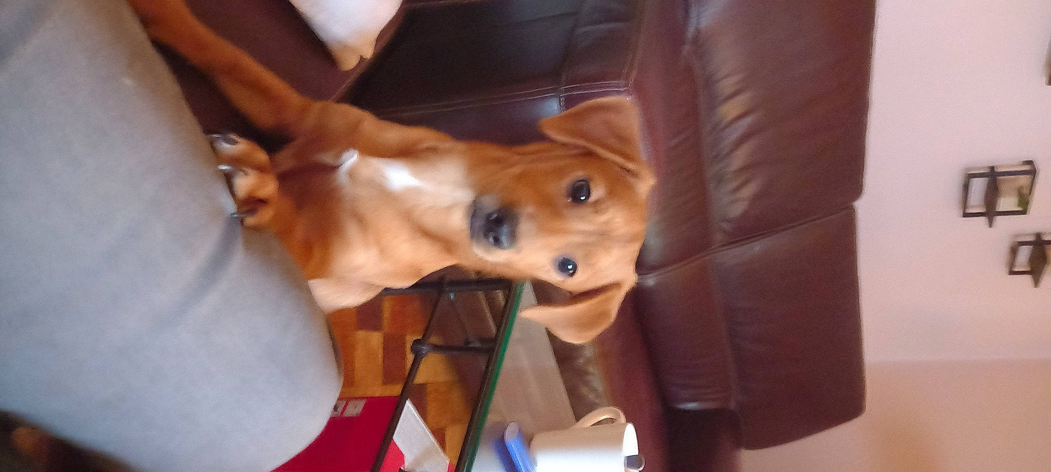 Jazz a rejoint le concours — aidez-le/la à gagner de superbes lots ! carnivore, companion_dog, dog, dog_breed, ear, fawn, fur, human_leg, non_sporting_group, sporting_group, vehicle_door, whiskers, wood, working_animal