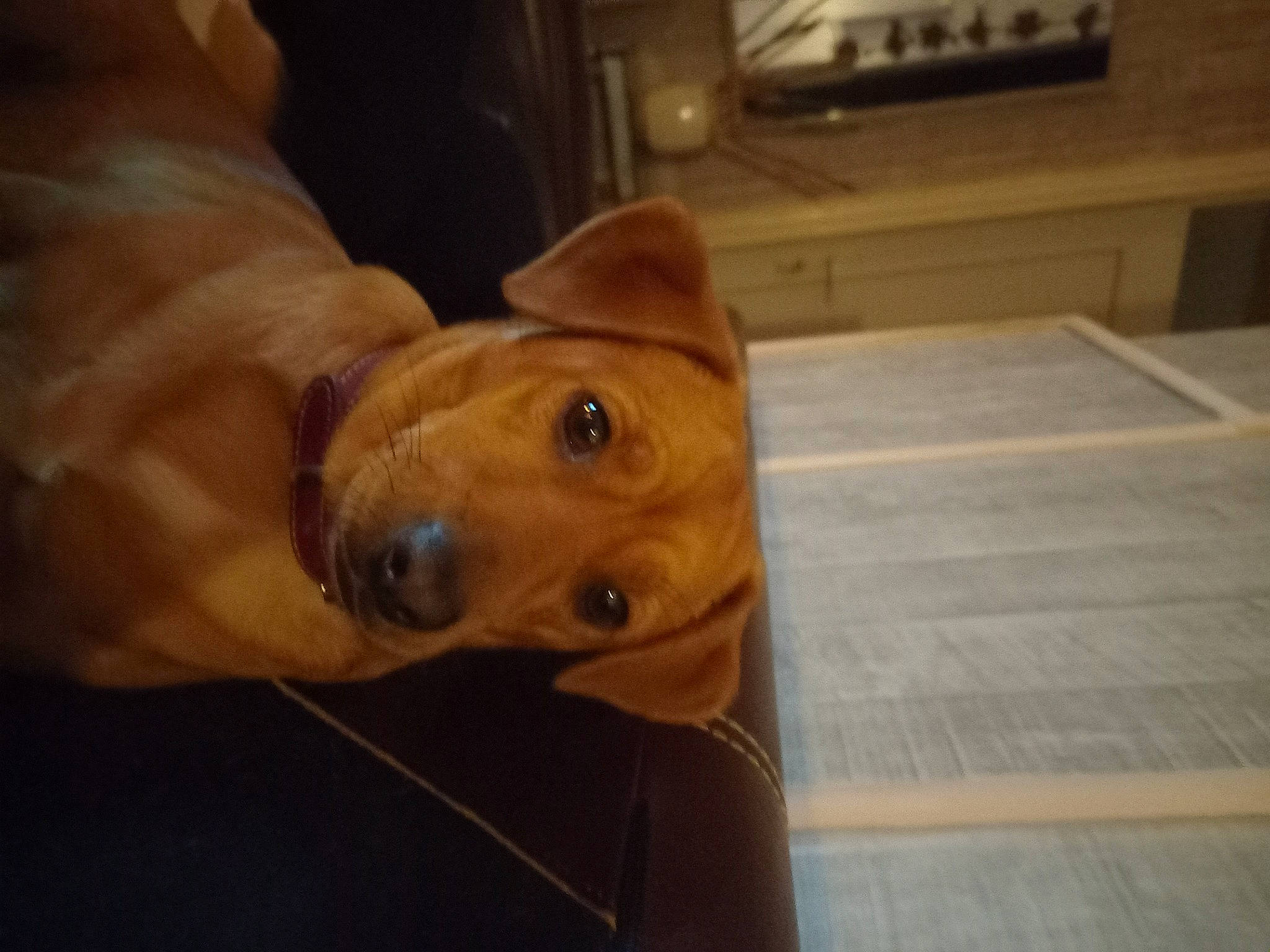 Jazz a rejoint le concours — aidez-le/la à gagner de superbes lots ! canidae, carnivore, companion_dog, dog, dog_breed, fawn, flooring, guard_dog, hardwood, jaw, liver, non_sporting_group, snout, sporting_group, terrestrial_animal, whiskers, wood, working_animal, wrinkle