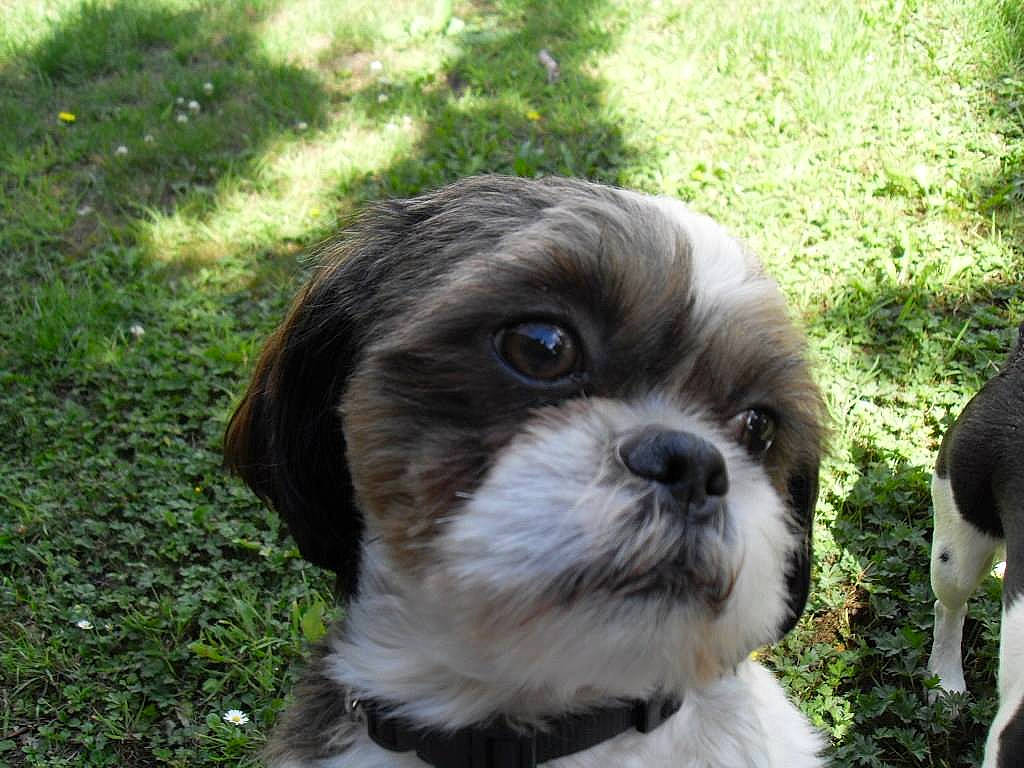 Tom participe au concours pour gagner de l'argent avec cette photo : canidae, carnivore, companion_dog, dog, dog_breed, fur, grass, liver, mal_shi, maltepoo, plant, shih_poo, shih_tzu, small_terrier, snout, sporting_group, terrestrial_animal, terrier, toy_dog, working_animal