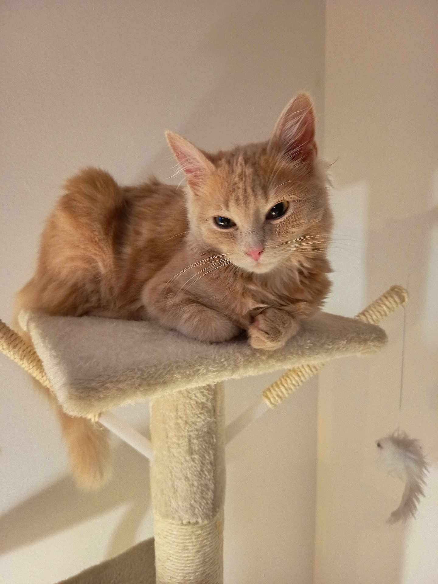 Poppy a rejoint le concours — aidez-le/la à gagner de superbes lots ! cat, kitten, orange_tabby, cat_tree, perch, feather_toy, indoor, pet, feline, whiskers, fur, playful, cute, relaxed, animal, domestic, claws, ears, tail, soft