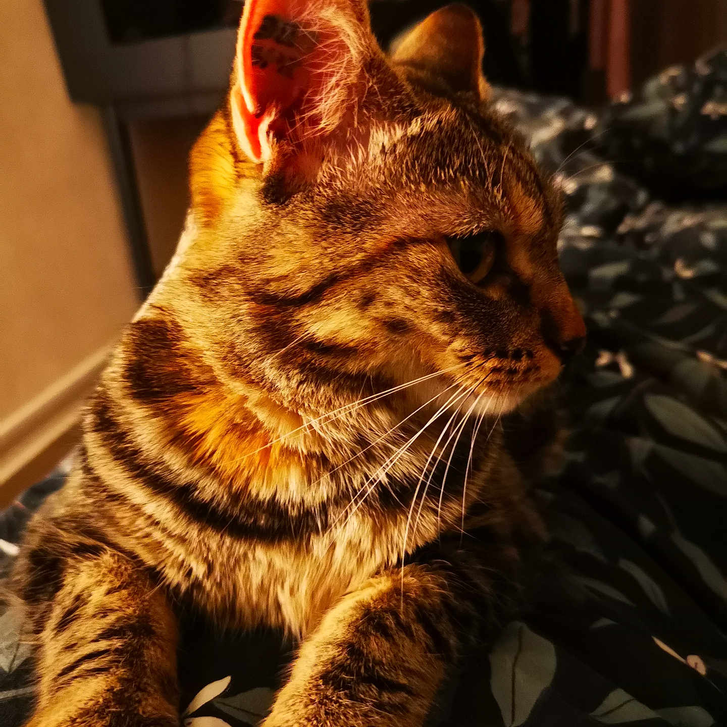 Chipie a rejoint le concours — aidez-le/la à gagner de superbes lots ! abyssinian, animal, blanket, cat, couch, furniture, hardwood, kitten, manx, ocelot, pet, siamese, wood