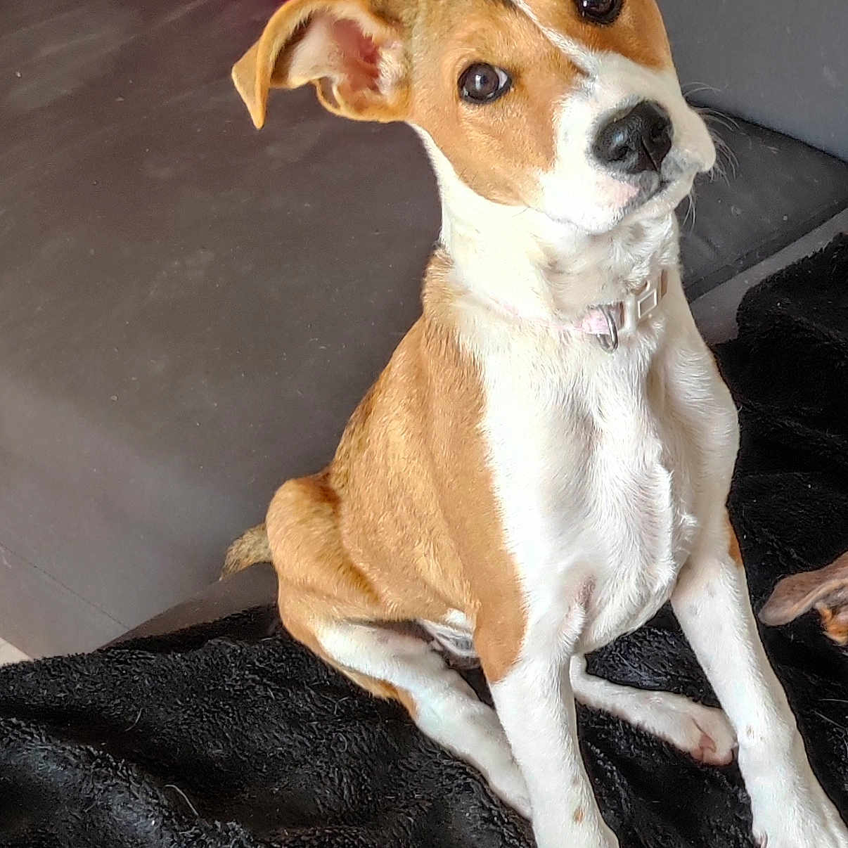 Nala a rejoint le concours — aidez-le/la à gagner de superbes lots ! alert, animal, blanket, brown_and_white, collar, companion, couch, curious, cute, dog, domestic_animal, ears, fur, indoor, looking, pet, pink_pillow, puppy, sitting, young