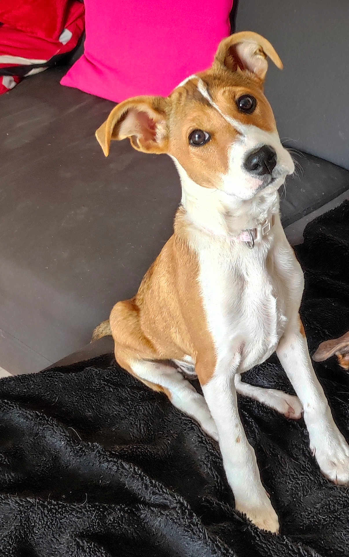 Nala a rejoint le concours — aidez-le/la à gagner de superbes lots ! alert, animal, blanket, brown_and_white, collar, companion, couch, curious, cute, dog, domestic_animal, ears, fur, indoor, looking, pet, pink_pillow, puppy, sitting, young