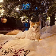 Boo joined the competition — help win amazing prizes! cat, christmas_tree, holiday_lights, ornament, blanket, indoor, fluffy, decor, festive, relaxed, pet, cozy, feline, warm_lighting, soft_texture, animal, home, resting, winter, celebration