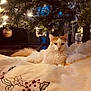 animal, blanket, cat, celebration, christmas_tree, cozy, decor, feline, festive, fluffy, holiday_lights, home, indoor, ornament, pet, relaxed, resting, soft_texture, warm_lighting, winter