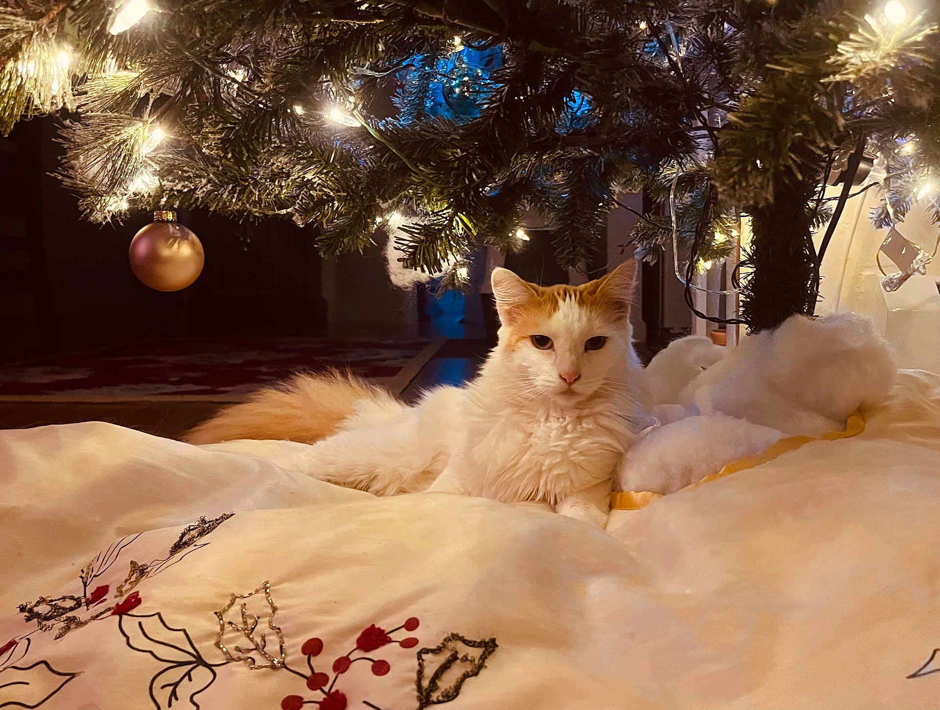 Boo joined the competition — help win amazing prizes! cat, christmas_tree, holiday_lights, ornament, blanket, indoor, fluffy, decor, festive, relaxed, pet, cozy, feline, warm_lighting, soft_texture, animal, home, resting, winter, celebration