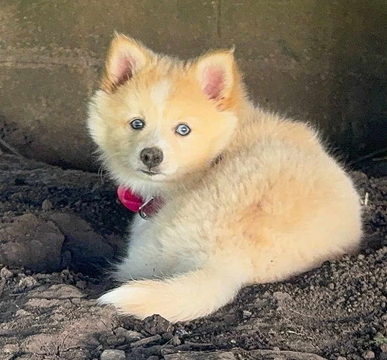 Grace joined the competition — help win amazing prizes! puppy, dog, animal, pet, fur, collar, blue_eyes, cute, young, curious, outdoor, dirt, small, fluffy, lying_down, looking_back, adorable, companion, mammal, domestic