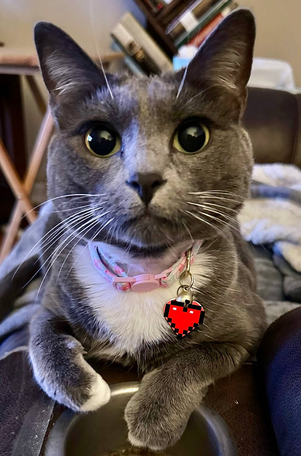 Pepper is registered to the contest to win money with this photo: carnivore, cat, cat_supply, close_up, collar, domestic_short_haired_cat, event, eye, felidae, fur, paw, pet_supply, small_to_medium_sized_cats, snout, whiskers
