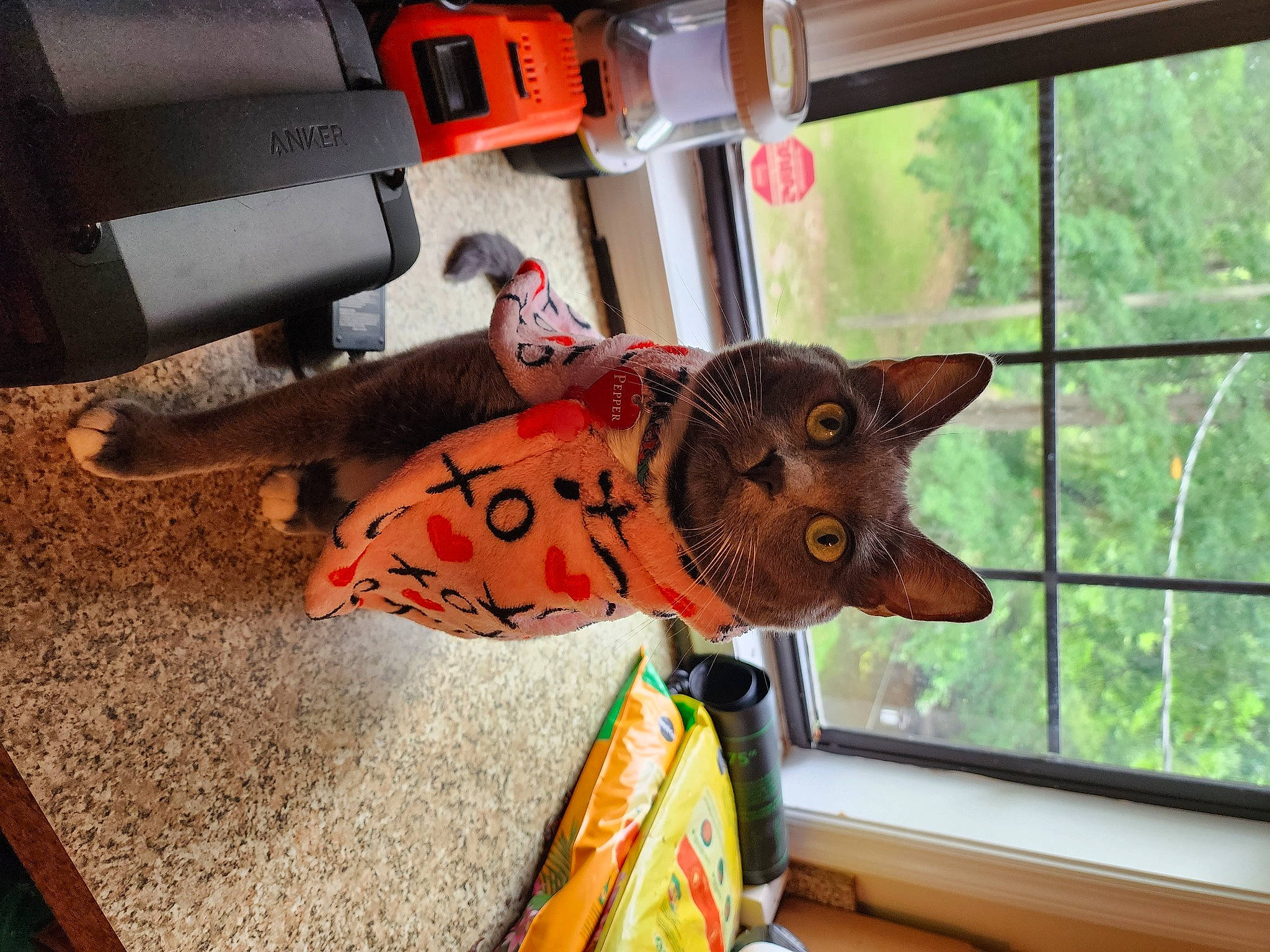 Pepper joined the competition — help win amazing prizes! art, artifact, auto_part, carmine, door, fish, glass, house, metal, plant, room, sculpture, seafood, tree, visual_arts, window, wood