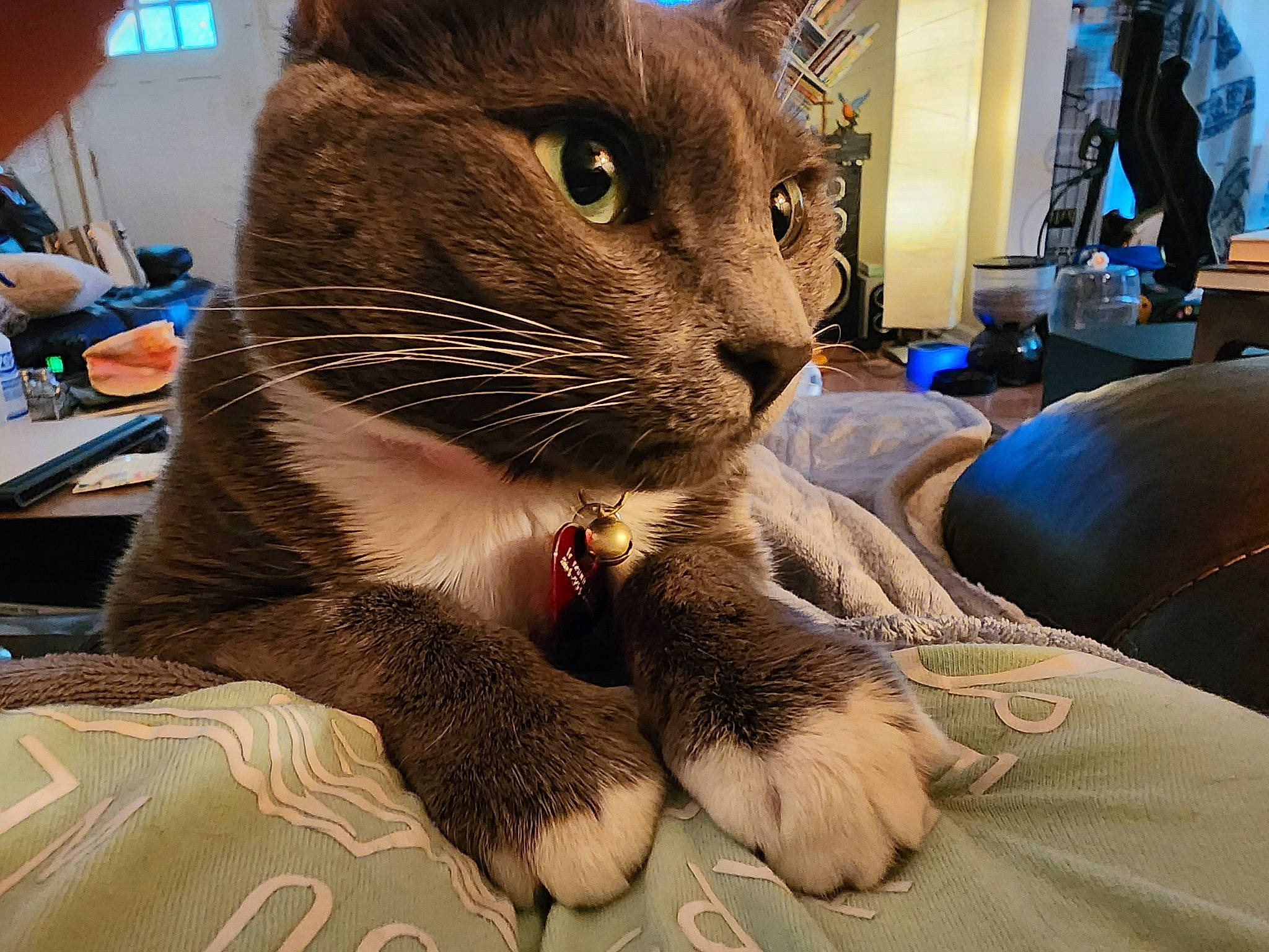 Pepper is registered to the contest to win money with this photo: carnivore, cat, claw, comfort, couch, domestic_short_haired_cat, ear, fawn, felidae, fur, paw, small_to_medium_sized_cats, snout, thai, whiskers, wildlife