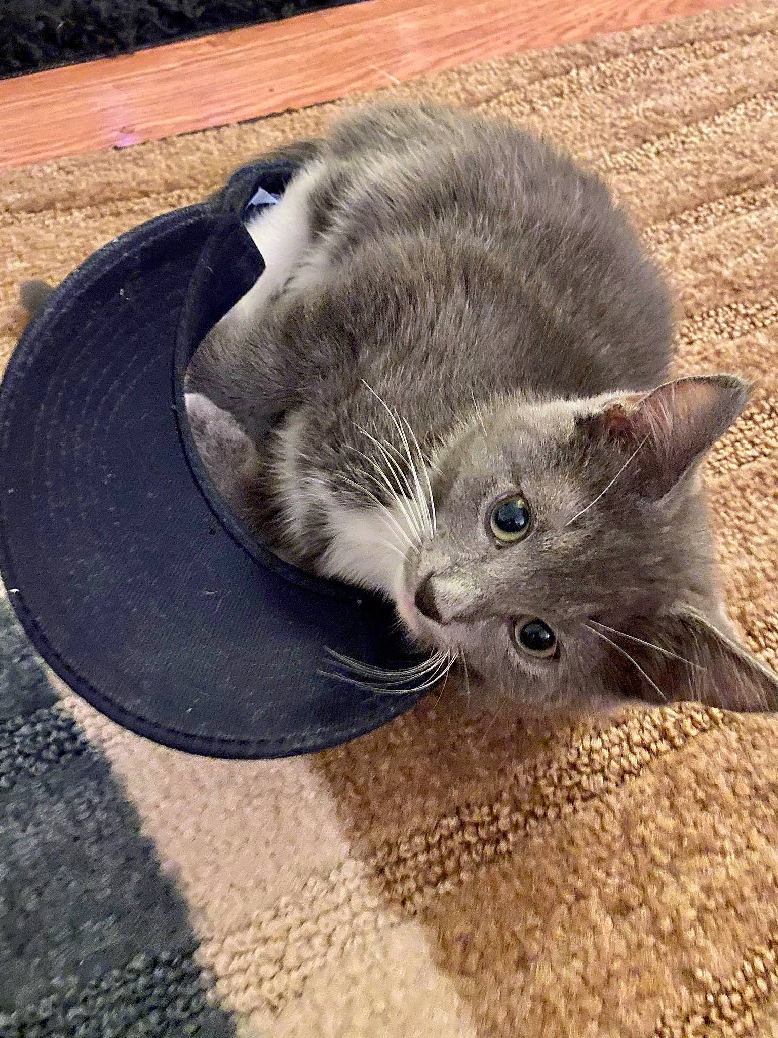 Rocky joined the competition — help win amazing prizes! carnivore, cat, circle, claw, comfort, domestic_short_haired_cat, felidae, foot, fur, grey, mammal, paw, road_surface, sand, small_to_medium_sized_cats, snout, tail, terrestrial_animal, vertebrate, whiskers