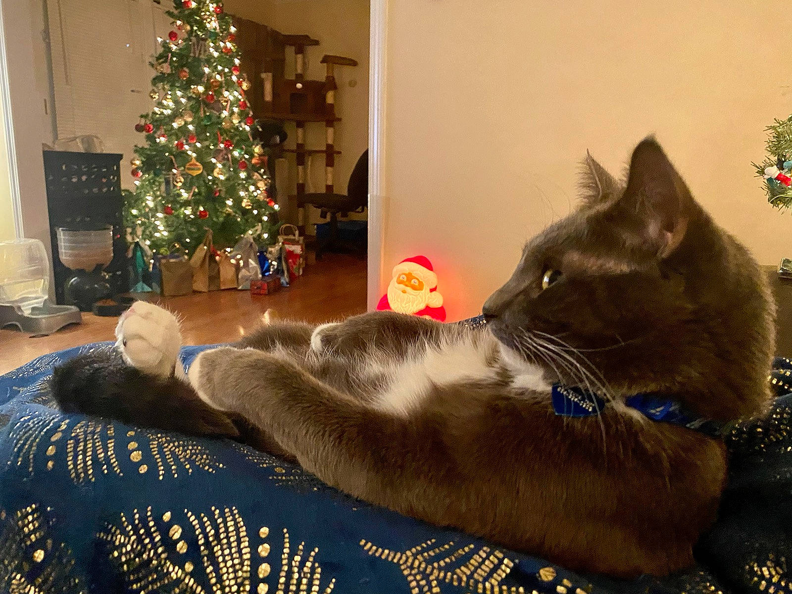 Rocky joined the competition — help win amazing prizes! carnivore, cat, christmas, christmas_decoration, christmas_ornament, christmas_tree, comfort, domestic_short_haired_cat, event, fawn, felidae, fur, grey, interior_design, living_room, small_to_medium_sized_cats, tail, tree, whiskers, window