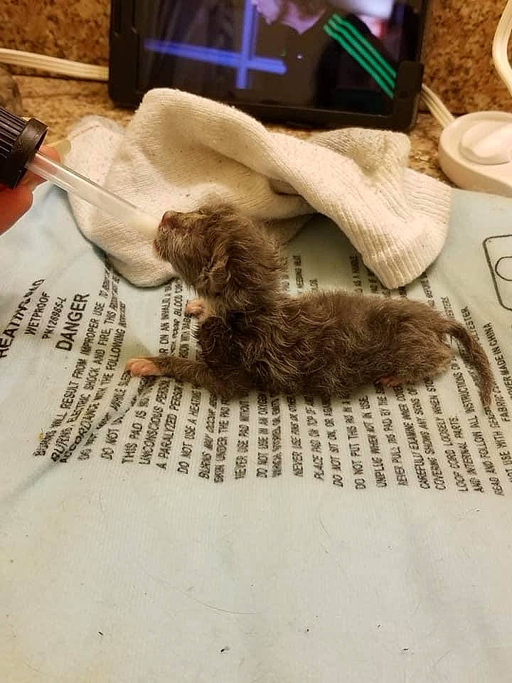 Rocky joined the competition — help win amazing prizes! carnivore, cat, coffee, comfort, companion_dog, cup, dishware, dog_breed, drinkware, fawn, felidae, flooring, serveware, small_to_medium_sized_cats, sporting_group, tableware, tail, teacup, whiskers, wood