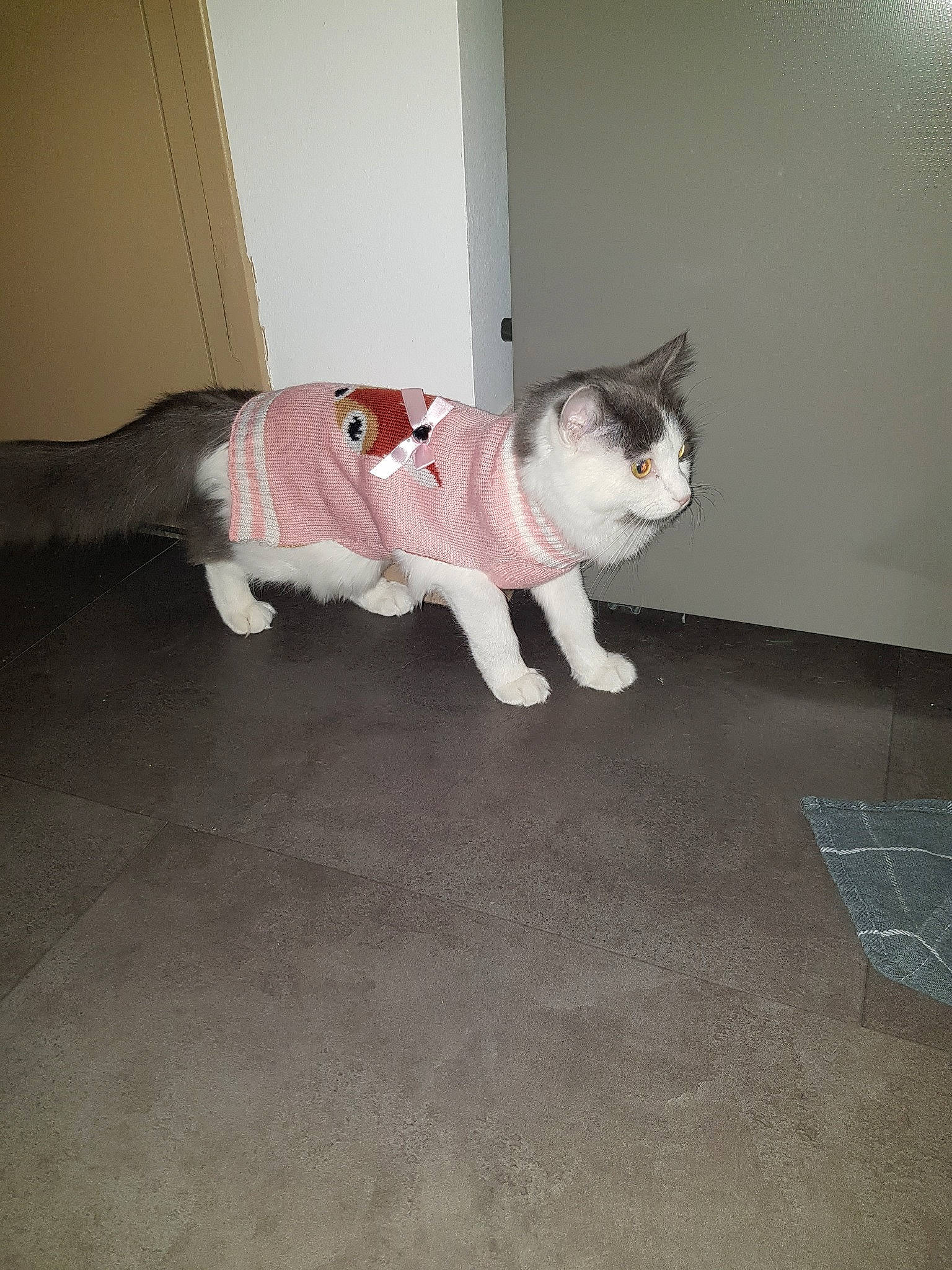 Aloe a rejoint le concours — aidez-le/la à gagner de superbes lots ! aegean_cat, carnivore, cat, domestic_short_haired_cat, european_shorthair, fawn, felidae, floor, flooring, fur, hardwood, kitten, laminate_flooring, mammal, ojos_azules, polydactyl_cat, small_to_medium_sized_cats, tail, whiskers, wood