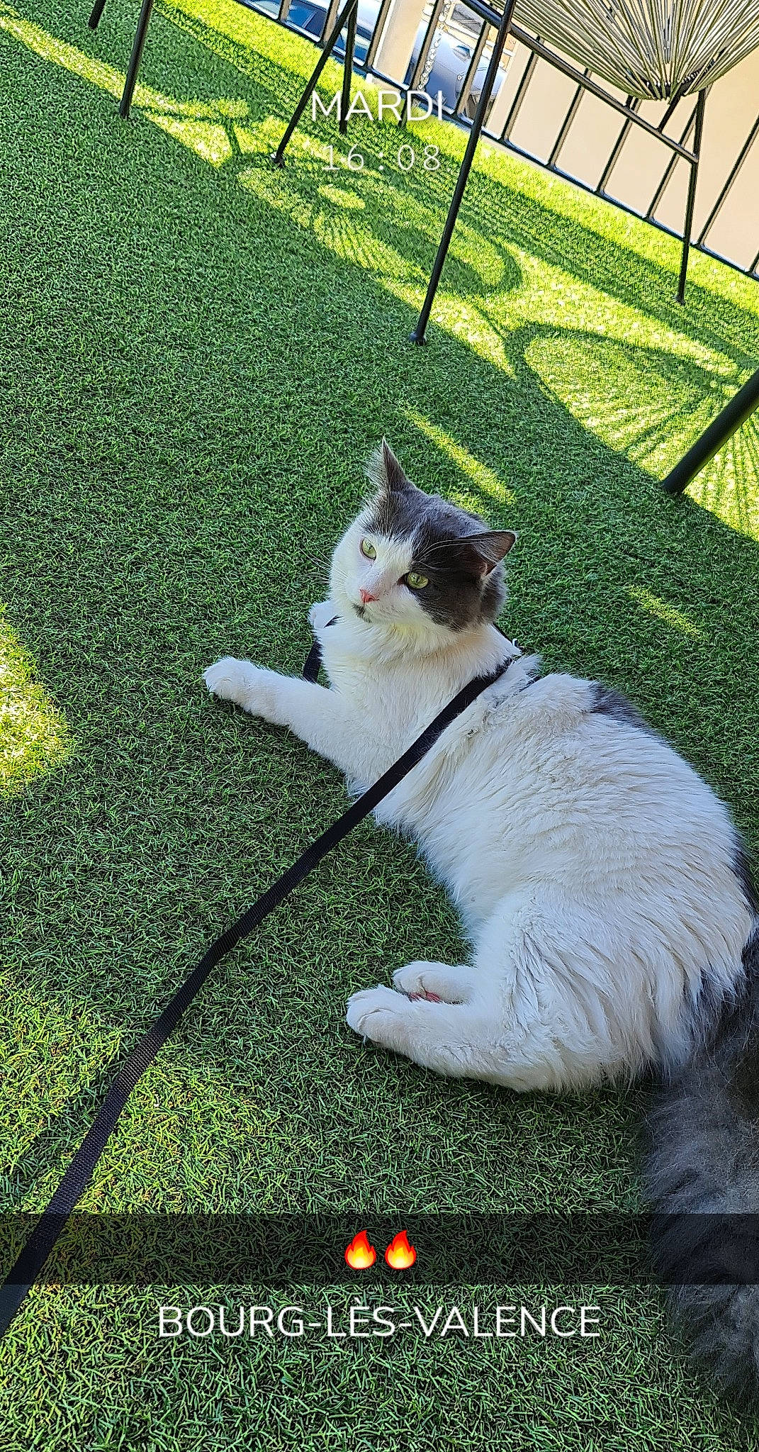 Aloe a rejoint le concours — aidez-le/la à gagner de superbes lots ! aegean_cat, artificial_turf, carnivore, cat, domestic_short_haired_cat, european_shorthair, eye, felidae, flooring, fur, grass, green, kitten, lawn, plant, polydactyl_cat, small_to_medium_sized_cats, tail, turkish_van, whiskers