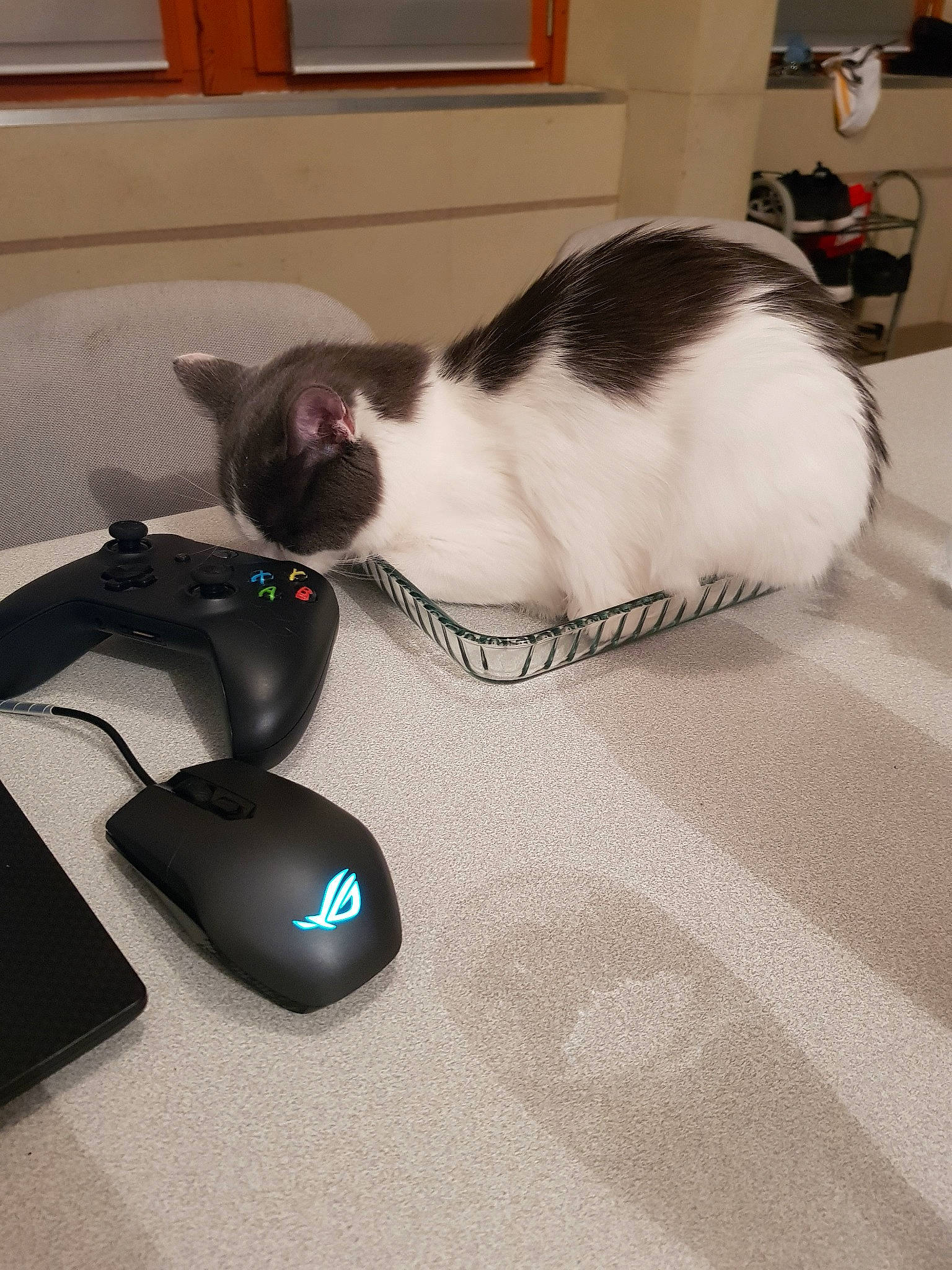 Aloe participe au concours pour gagner de l'argent avec cette photo : carnivore, cat, computer, domestic_short_haired_cat, electronic_device, felidae, floor, flooring, input_device, kitten, mouse, peripheral, small_to_medium_sized_cats, tail, technology, whiskers