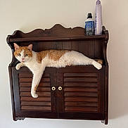 Leo joined the competition — help win amazing prizes! cat, orange_and_white_cat, wooden_shelf, wall_mount, relaxed, lounging, indoor, pet, feline, paw, cabinet, household_items, bottle, beige_wall, wood_texture, domestic_animal, resting, cute, animal, furniture