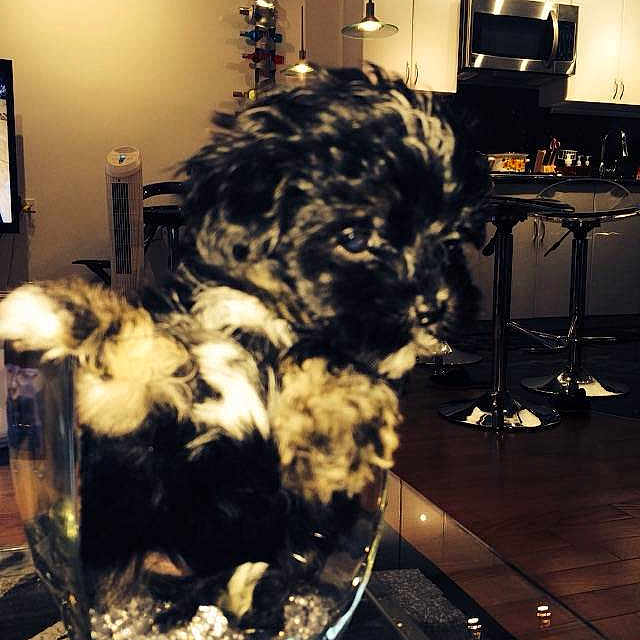 Bella joined the competition — help win amazing prizes!