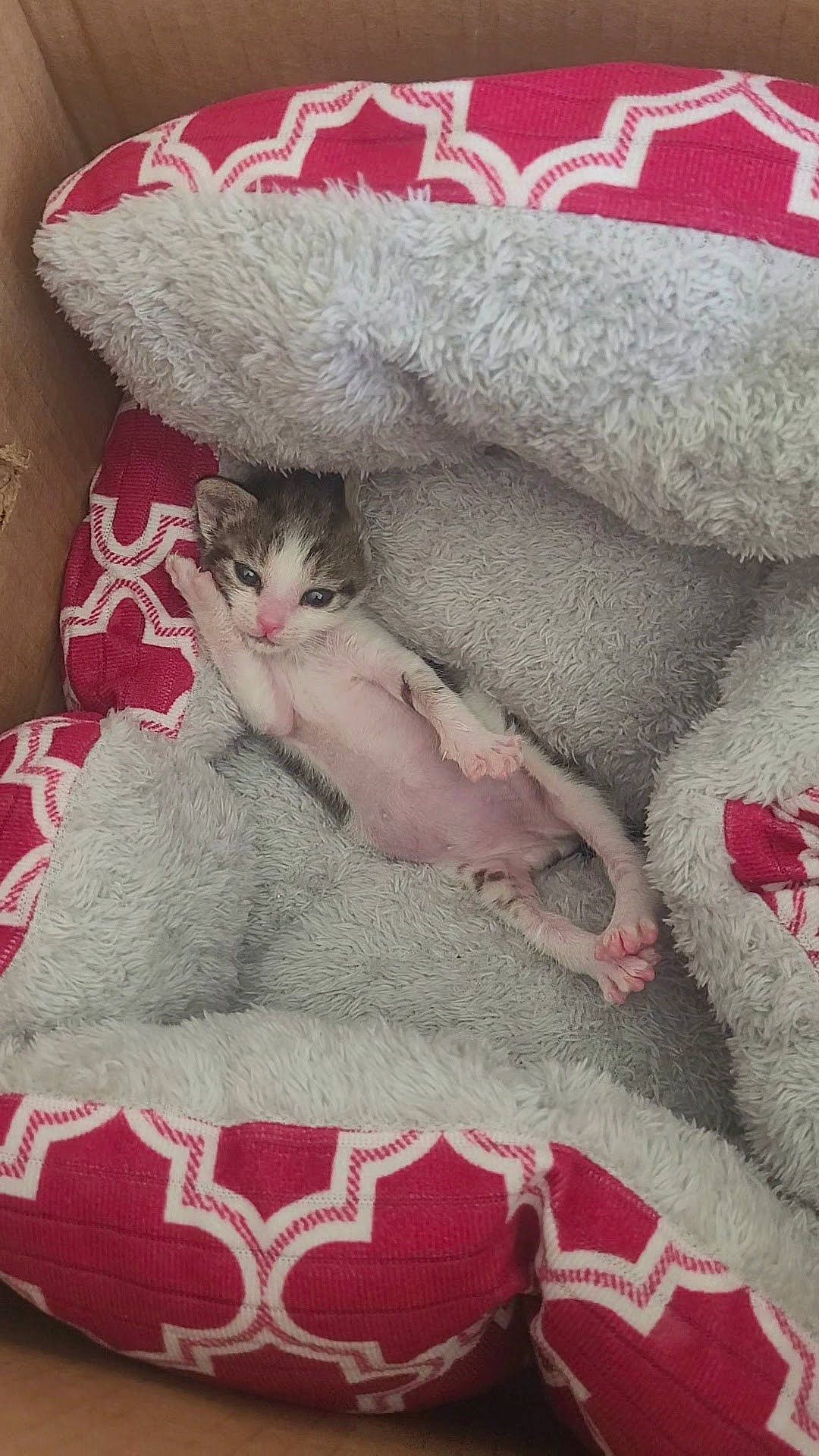 Shelby joined the competition — help win amazing prizes! bed_sheet, bedding, carnivore, cat, comfort, creative_arts, domestic_short_haired_cat, fawn, felidae, fur, grey, linens, magenta, pattern, pink, small_to_medium_sized_cats, textile, whiskers, wool, woven_fabric