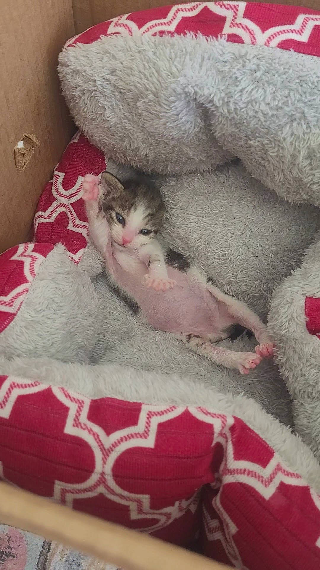 Shelby is registered to the contest to win money with this photo: bed_sheet, bedding, carmine, carnivore, cat, comfort, domestic_short_haired_cat, fawn, felidae, fur, grey, linens, pattern, paw, room, small_to_medium_sized_cats, tail, textile, whiskers, wool