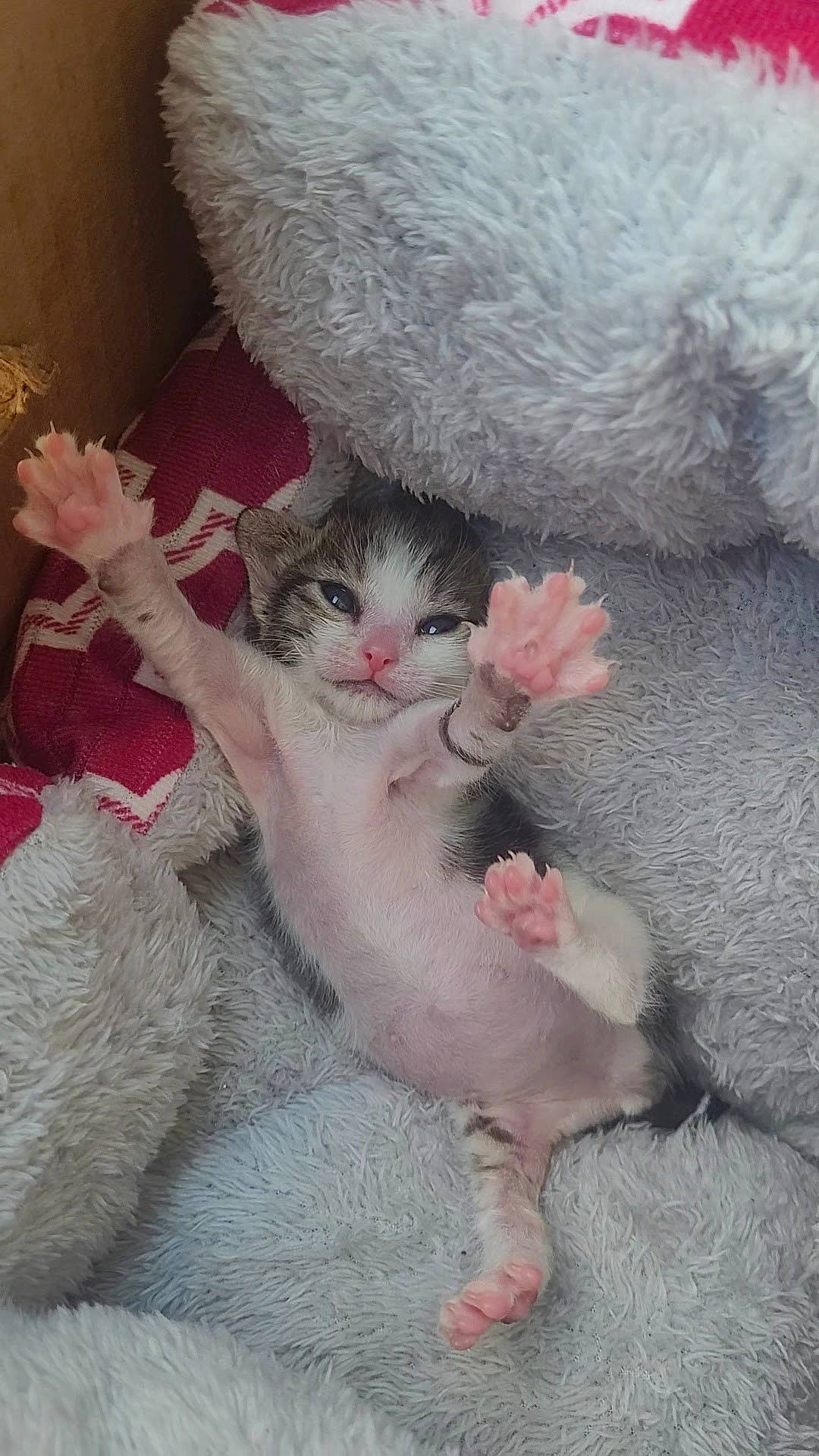 Shelby joined the competition — help win amazing prizes! art, carnivore, cat, claw, comfort, domestic_short_haired_cat, fawn, felidae, fur, nail, paw, photo_caption, small_to_medium_sized_cats, tail, whiskers