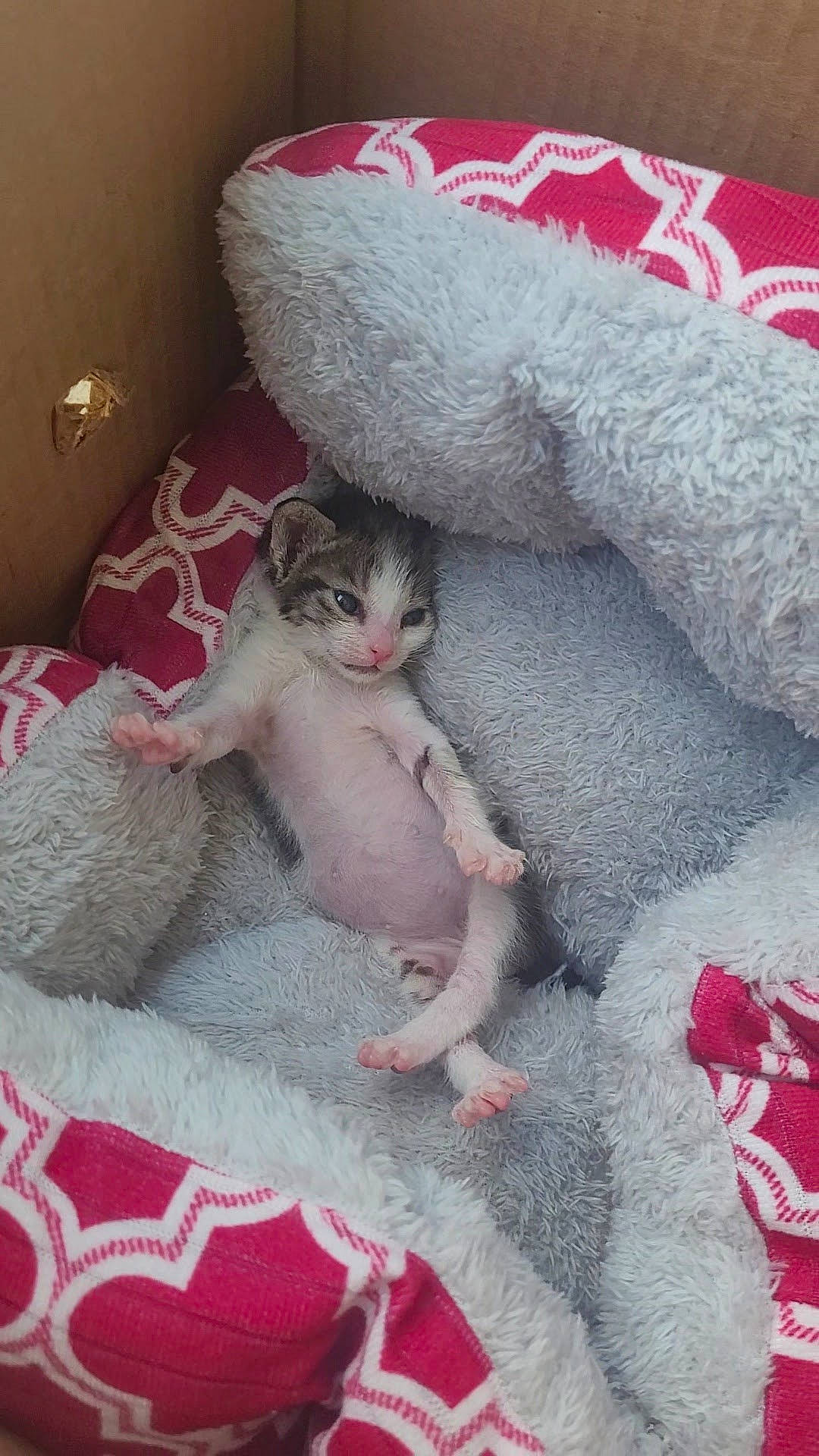 Shelby is registered to the contest to win money with this photo: bed, bed_sheet, bedding, blanket, carnivore, cat, comfort, domestic_short_haired_cat, duvet, fawn, felidae, fur, linens, nap, paw, pink, room, small_to_medium_sized_cats, textile, whiskers