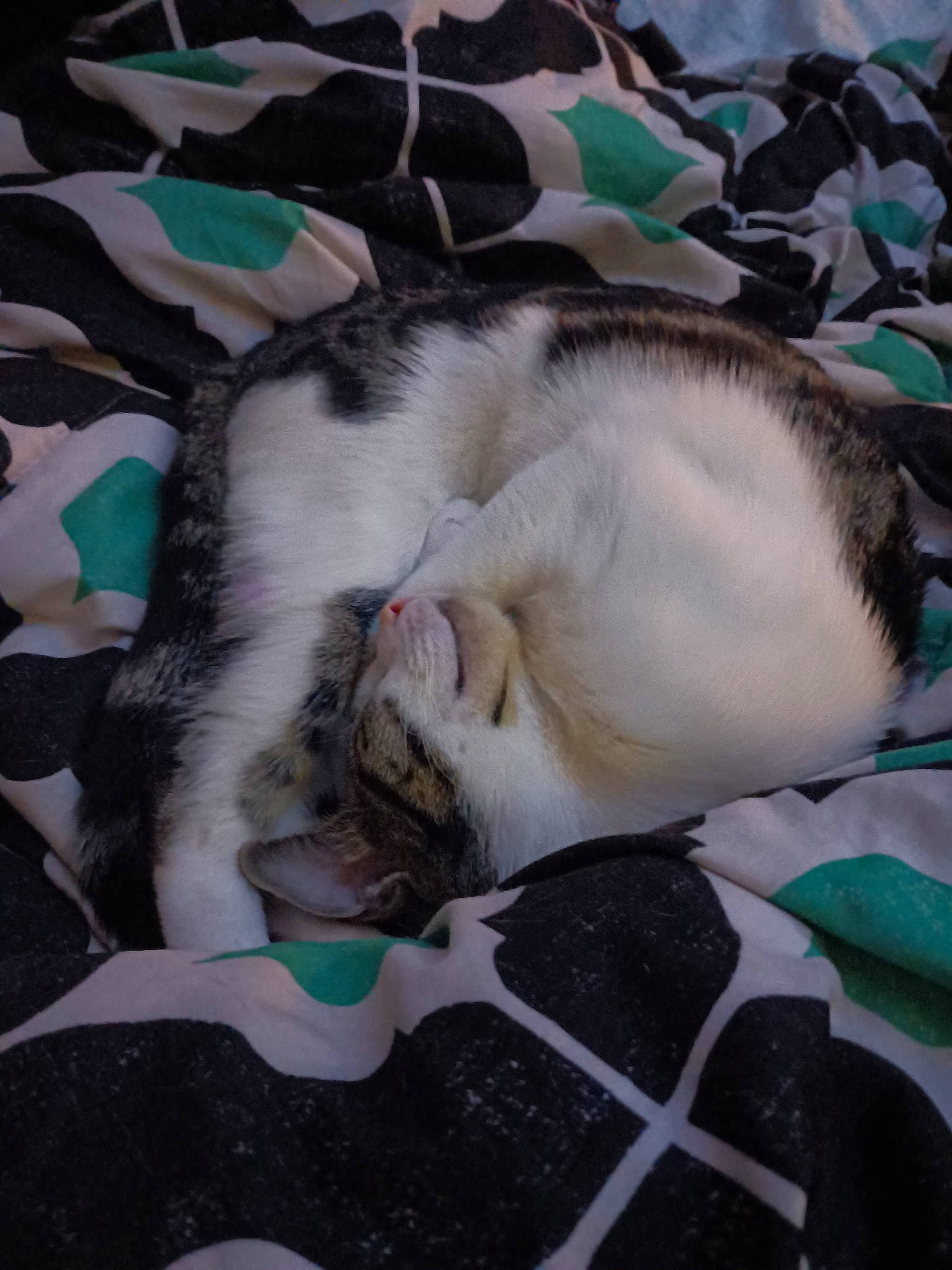 Shelby Danielle is registered to the contest to win money with this photo: canidae, carnivore, cat, claw, comfort, dog_breed, domestic_short_haired_cat, fang, fawn, felidae, fur, grass, linens, nap, paw, small_to_medium_sized_cats, snout, tail, textile, whiskers