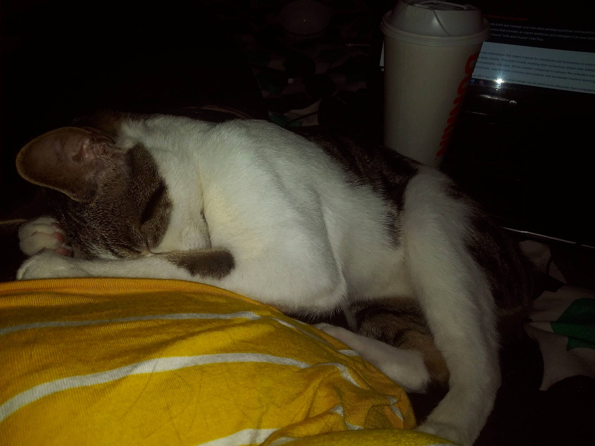 Shelby Danielle is registered to the contest to win money with this photo: carnivore, cat, claw, comfort, companion_dog, cup, dog_breed, domestic_short_haired_cat, fawn, felidae, fur, linens, nap, paw, sleep, small_to_medium_sized_cats, tail, terrestrial_animal, whiskers