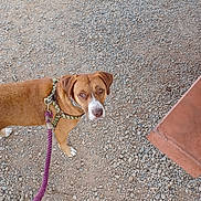 Penny is registered to the contest to win money with this photo: dog, brown_dog, leash, harness, outdoor, gravel, pet, canine, animal, looking_up, curious, walking, four_legs, snout, ears, collar, playful, domestic_animal, companion, standing
