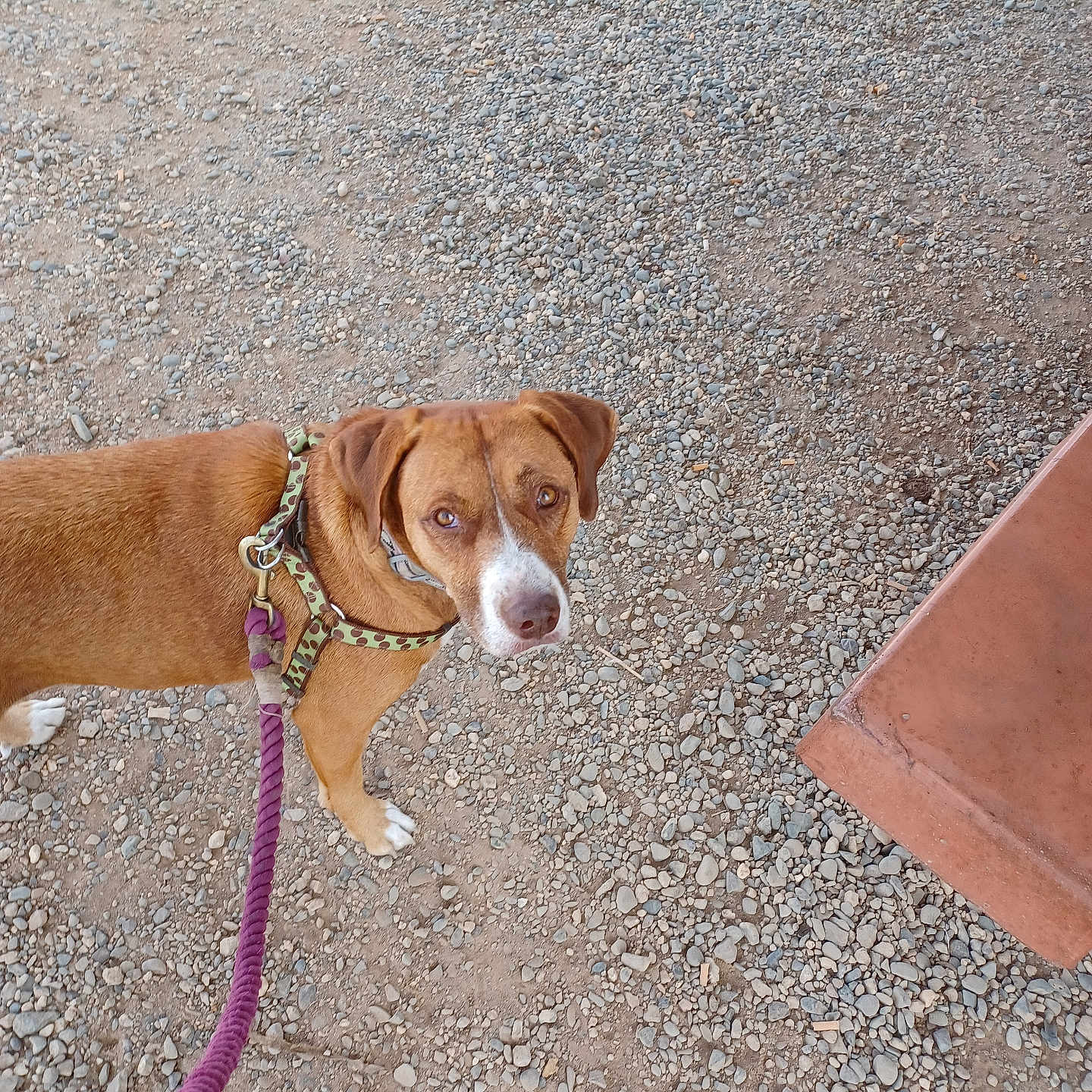 Penny