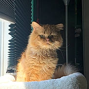 Chucky joined the competition — help win amazing prizes! animal, bed, blinds, cat, cozy, cute, domestic_cat, feline, fluffy, fur, ginger_cat, household, indoor, pet, portrait, relaxed, resting, sunlight, whiskers, window