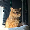 animal, bed, blinds, cat, cozy, cute, domestic_cat, feline, fluffy, fur, ginger_cat, household, indoor, pet, portrait, relaxed, resting, sunlight, whiskers, window