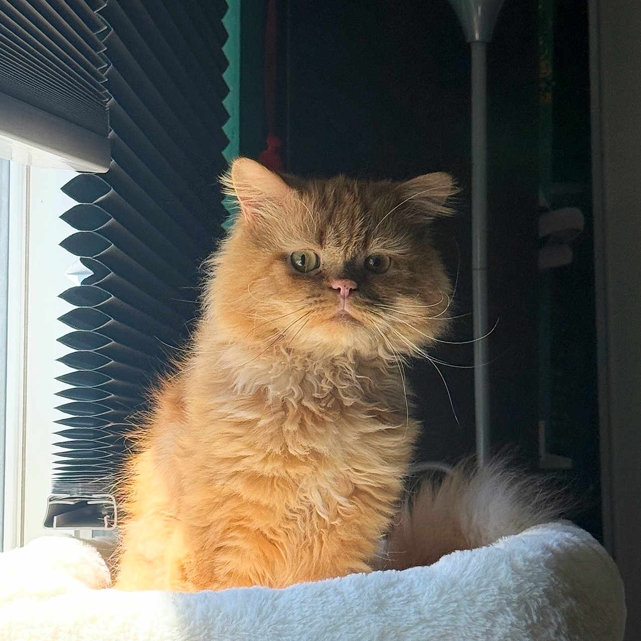Chucky