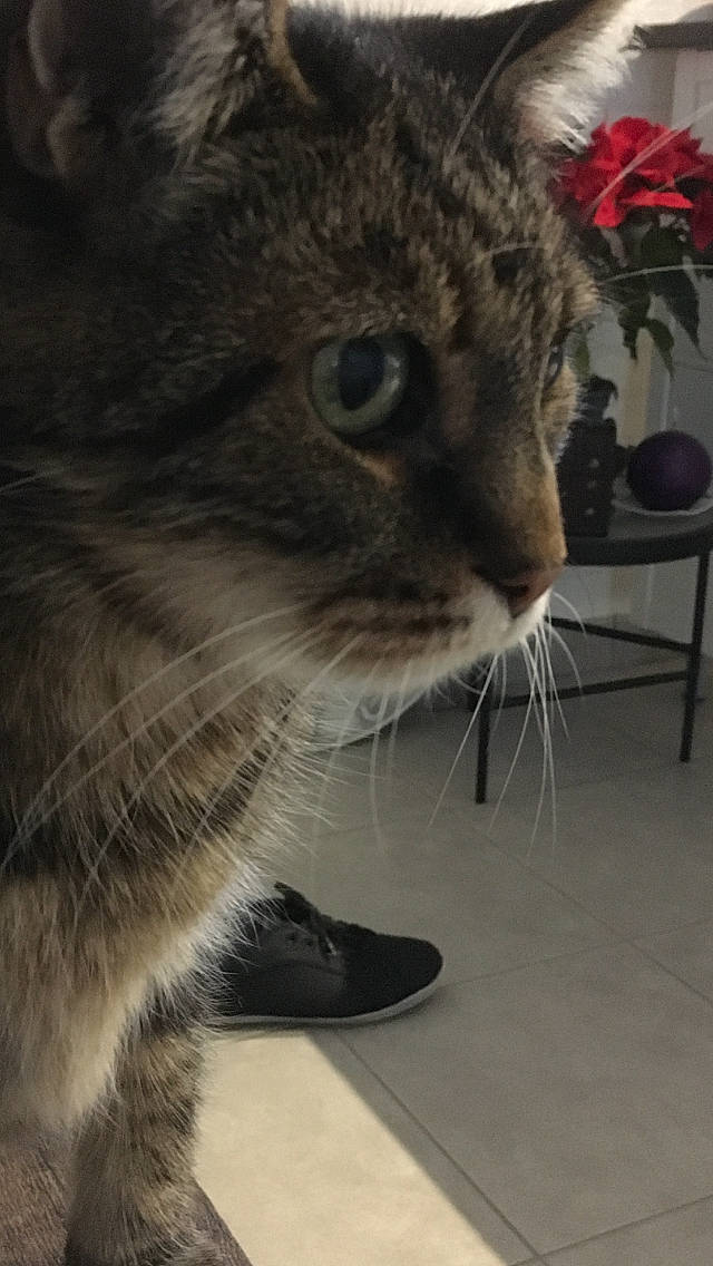 Elliot a rejoint le concours — aidez-le/la à gagner de superbes lots ! carnivore, cat, chair, domestic_short_haired_cat, fawn, felidae, flooring, flowerpot, fur, grey, houseplant, paw, plant, small_to_medium_sized_cats, snout, tail, terrestrial_animal, whiskers, wildlife, window