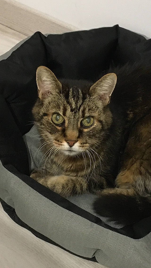 Elliot participe au concours pour gagner de l'argent avec cette photo : art, bag, box, carnivore, cat, cat_supply, comfort, domestic_short_haired_cat, door, felidae, fur, grey, iris, luggage_and_bags, small_to_medium_sized_cats, snout, terrestrial_animal, whiskers, window