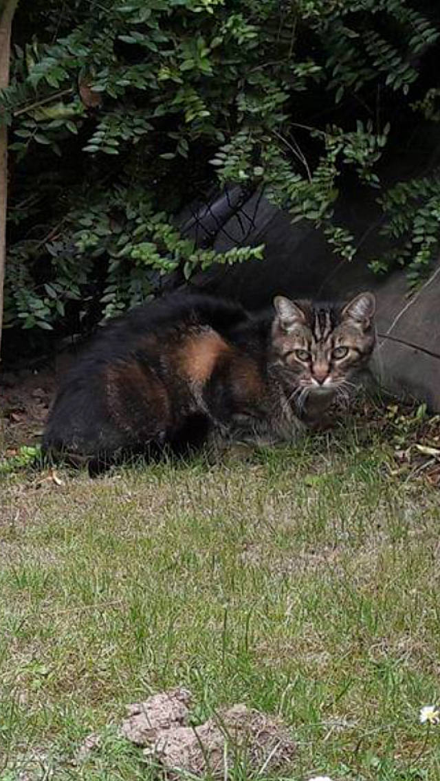 Elliot a rejoint le concours — aidez-le/la à gagner de superbes lots ! big_cats, carnivore, cat, domestic_short_haired_cat, fawn, felidae, fur, grass, groundcover, lynx, plant, small_to_medium_sized_cats, snout, tail, terrestrial_animal, tree, whiskers, wildlife
