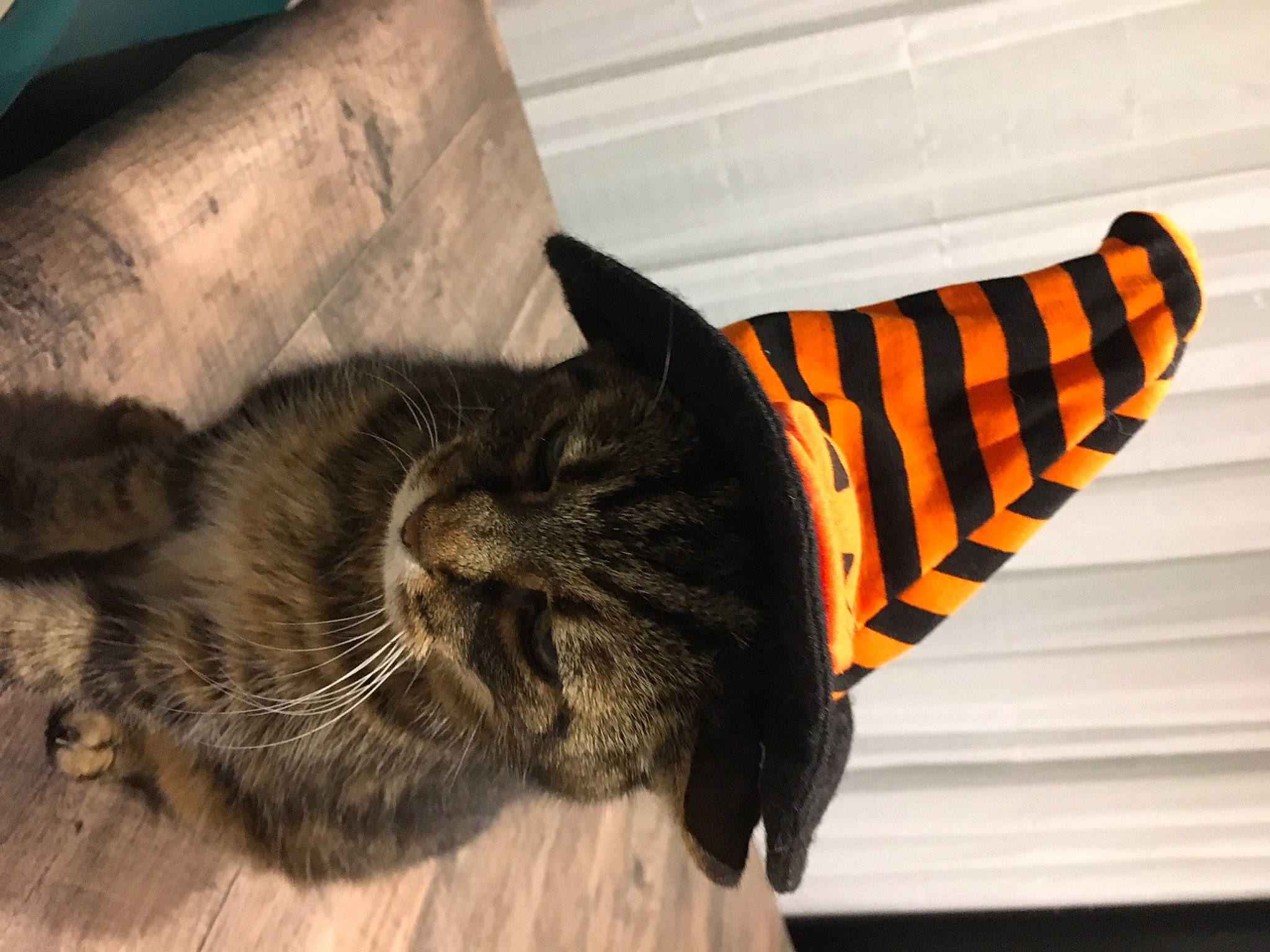 Elliot a rejoint le concours — aidez-le/la à gagner de superbes lots ! black_cat, carnivore, cat, claw, comfort, domestic_short_haired_cat, ear, eye, felidae, flooring, fur, hardwood, mammal, paw, small_to_medium_sized_cats, snout, tail, terrestrial_animal, whiskers, wood