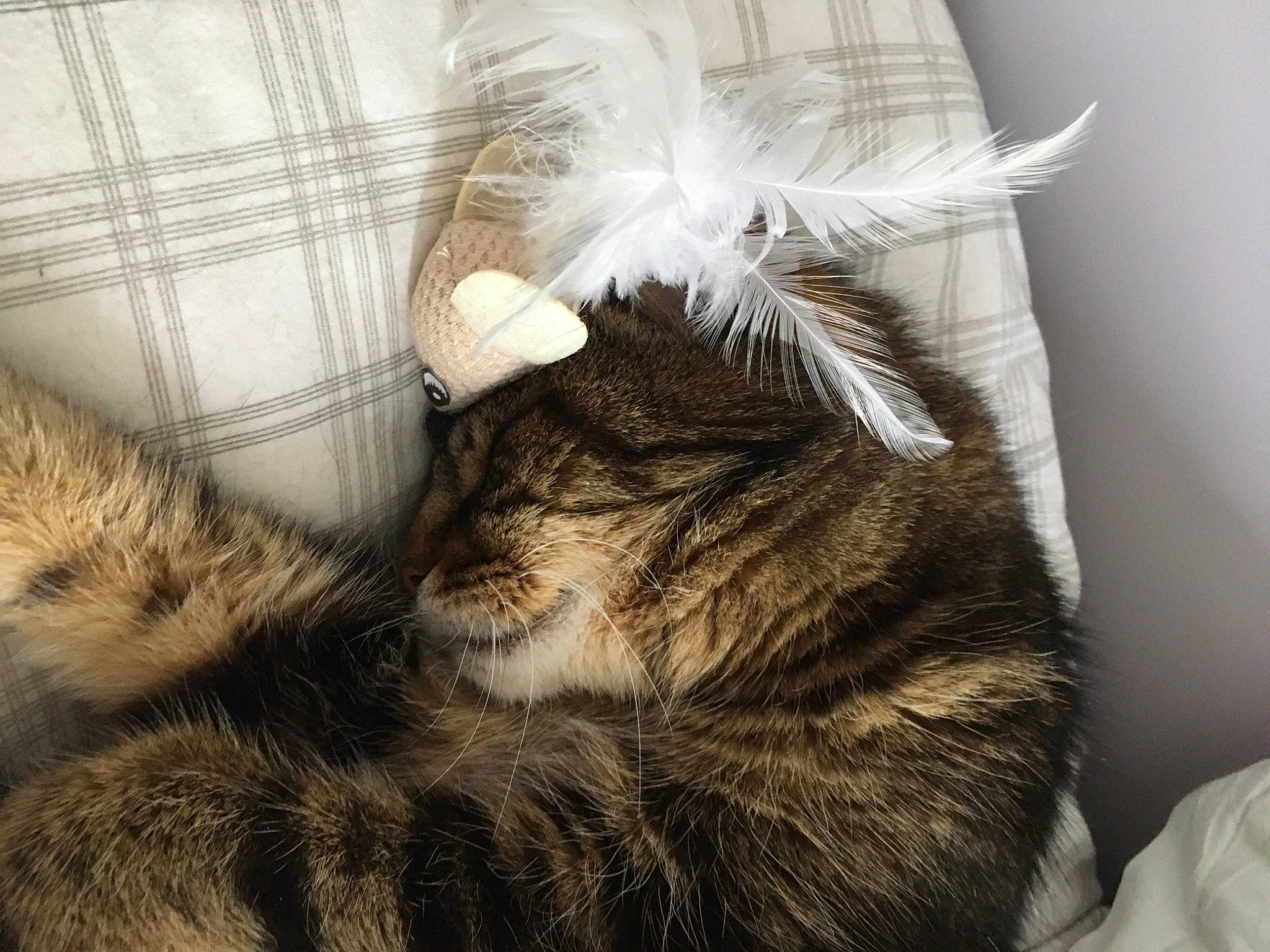 Elliot a rejoint le concours — aidez-le/la à gagner de superbes lots ! carnivore, cat, claw, close_up, comfort, couch, domestic_short_haired_cat, fawn, felidae, fur, linens, nap, paw, small_to_medium_sized_cats, snout, tail, textile, thread, whiskers, wool