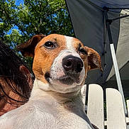 Bingo joined the competition — help win amazing prizes! dog, jack_russell, outdoor, sunlight, tree, greenery, chair, person_partially_visible, white, pet, animal, canine, nature, summer, shade, tent, close_up, portrait, relaxing, daytime