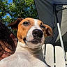 dog, jack_russell, outdoor, sunlight, tree, greenery, chair, person_partially_visible, white, pet, animal, canine, nature, summer, shade, tent, close_up, portrait, relaxing, daytime